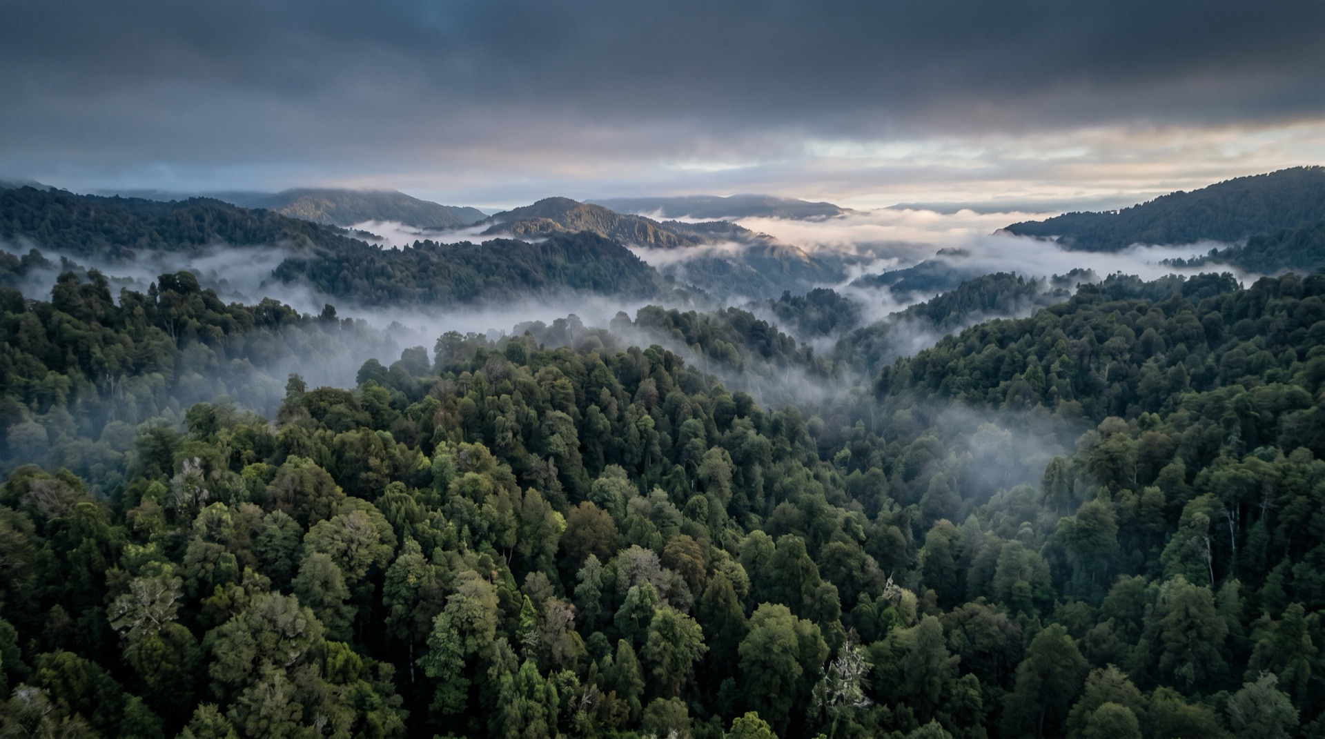 Bosque nativo (Nothofagus): contexto del programa de restauración asesorado por Amparo Donoso